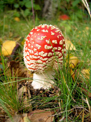 Flyagaric - a poisonous inedible mushroom