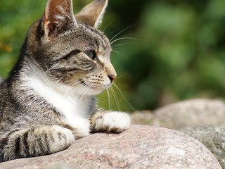 Träge in der Sonne - Katzenporträt, Ausschnitt