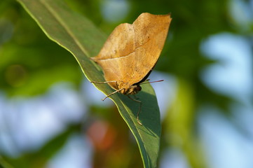 Obraz premium come on