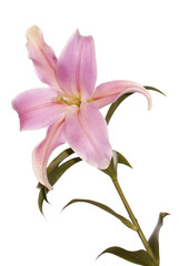 Beautiful decorative light pink lily