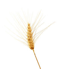 Fototapeta premium Bearded Wheat