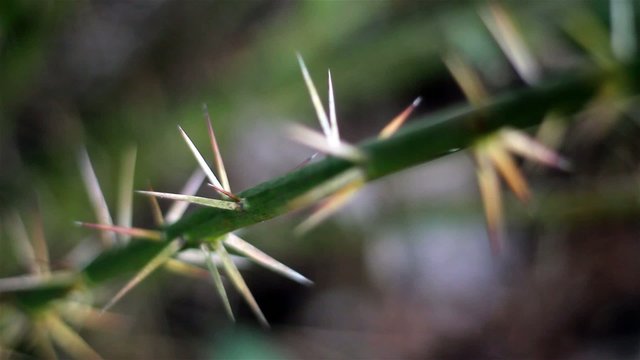 Winter green thorn