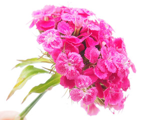 Carnation on white background