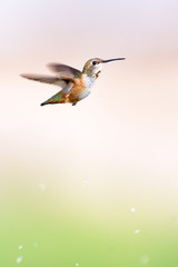 Rufous Hummingbird