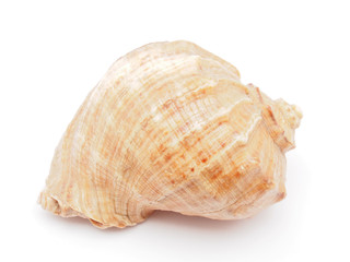 sea ​​shell on white background