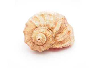 sea ​​shell on white background