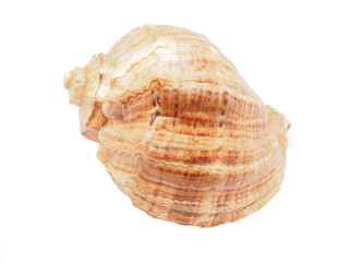 sea ​​shell on white background