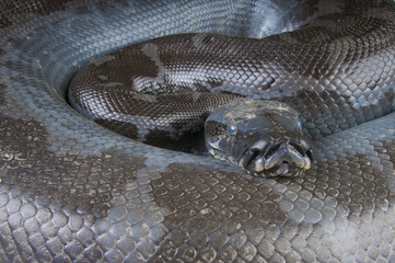Black blood python / Python curtus breitensteini