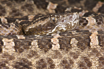 Hognosed viper / Porthidium ophryomegas