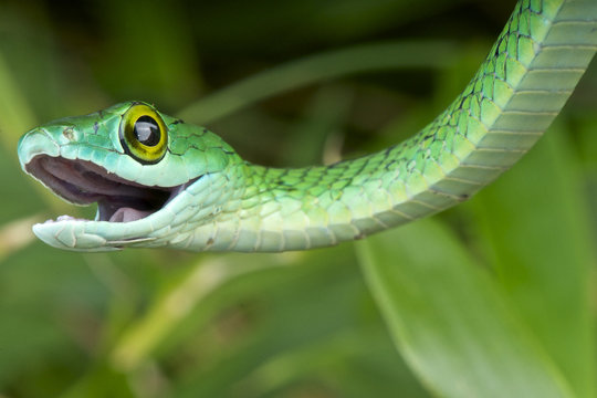 Bush snake / Philothamnus semivariegatus