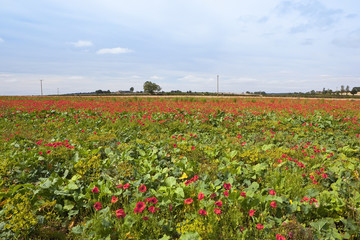 september poppies