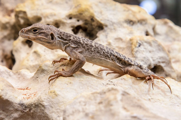 Leopardleguan - Gambelia wislizenii