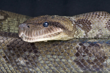 Madagascar tree boa / Sanzinia madagascariensis