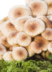 mushrooms
