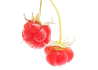 raspberries on white background