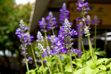 Obraz premium Purple clematis flower