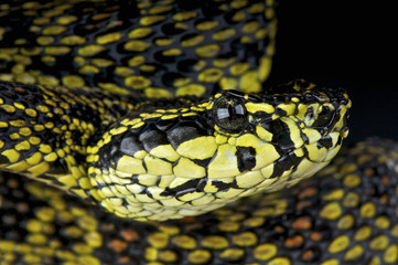 Jerdon's pitviper / Trimeresurus jerdonii