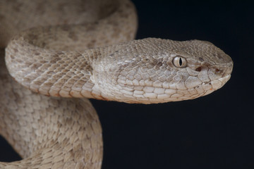 Banded pitviper / Trimeresurus fasciatus