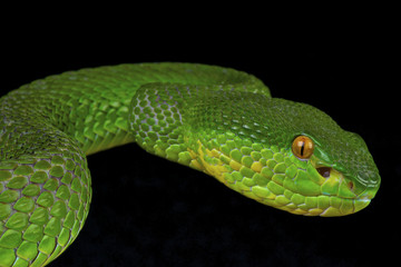 Green pitviper / Trimeresurus albolabris