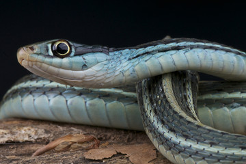 Blue ribbon snake / Thamnophis sauritus