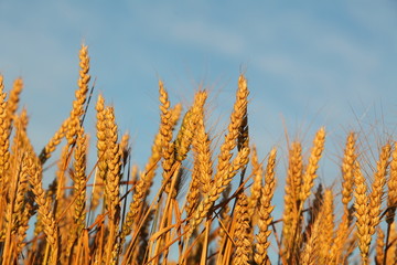 Wheat field with blue sky
