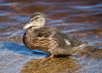 duck on the lake