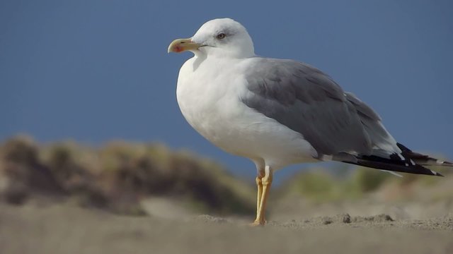 resting seagull
