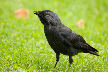 Coloeus monedula