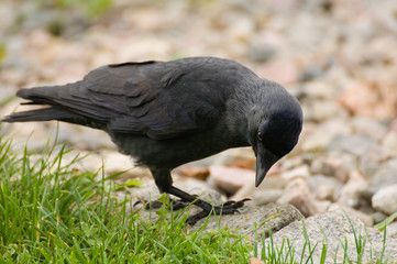 Coloeus monedula