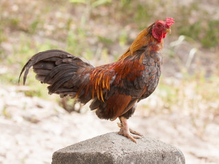 Rooster standing on a concrete pole