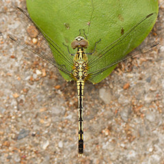 Dragonfly on a leaf