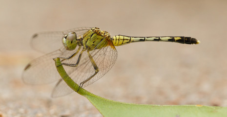 Dragonfly on a leaf