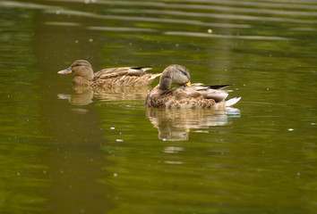 Mallard, mallard duck, Anas platyrhynchos