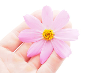 kosmeya flower on a white background