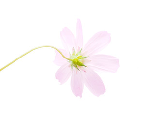 kosmeya flower on a white background