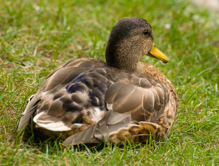 Mallard, mallard duck, Anas platyrhynchos