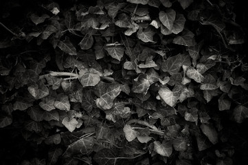 Ivy's leaves in monochrome