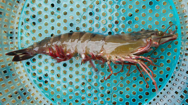 Large living prawn on a Vietnamese market