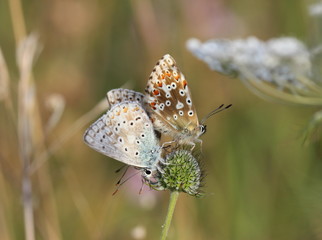 Drei Silbergrüne Bläulinge (Polyommatus coridon)