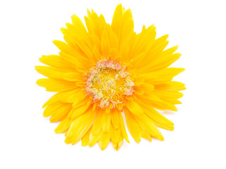 marigold flower on a white background