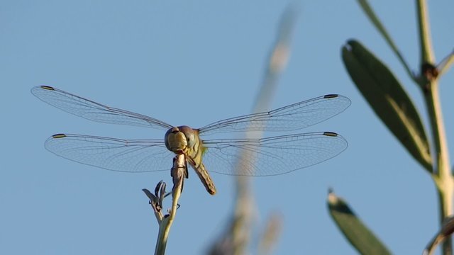 a dragonfly alighting on a twig