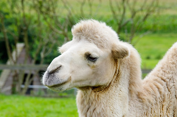 Portrait de chameau blanc