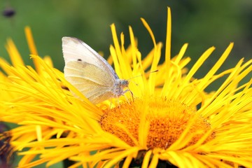 Kohlweißling auf gelber Blüte