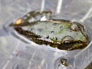 Junger Teichfrosch in der Metamorphose