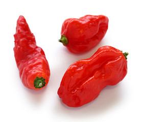 bhut jolokia, the hottest pepper in the world