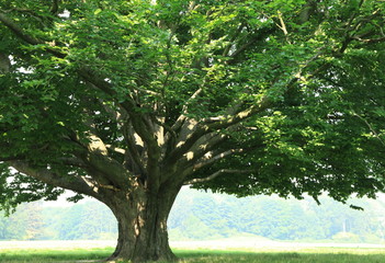 Fototapeta premium Alter Baum 2