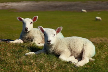 Naklejka na ściany i meble White lambs in the Isle of Lewis