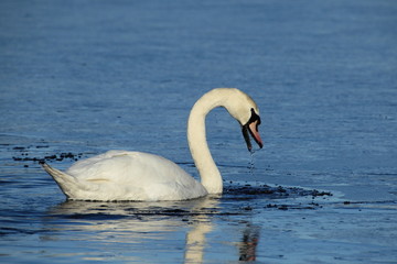 Adult swan diving for food