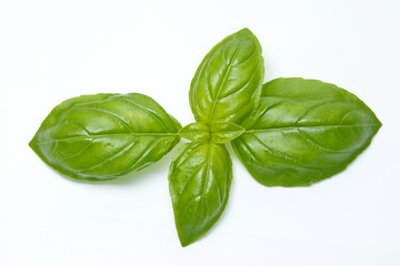 Fresh basil leaves