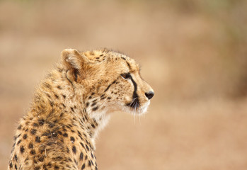 Cheetah in South Africa